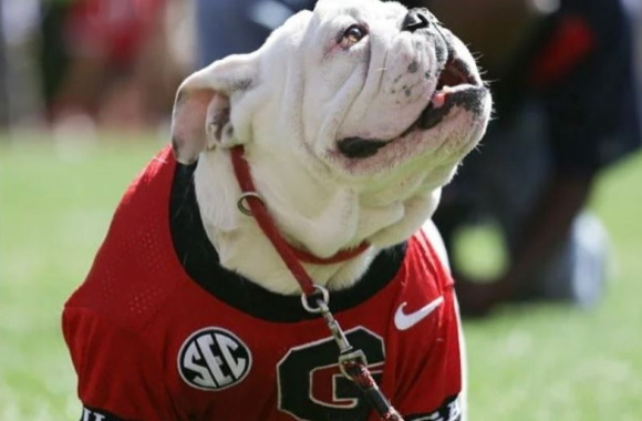 PETA calls out Georgia for 'outdated' use of live bulldog mascot